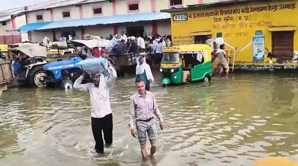 Madhya Pradesh: मुरैना में खाद के लिए किसान घुटनों तक पानी में खड़े हैं Madhya Pradesh: मुरैना में खाद के लिए किसान घुटनों तक पानी में खड़े हैं