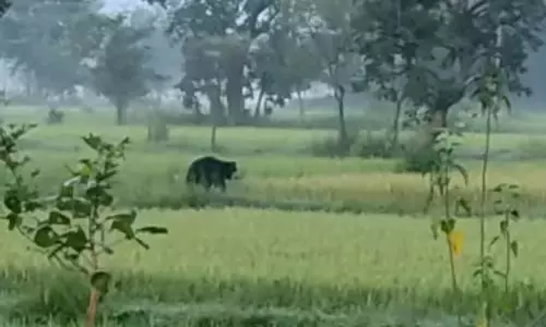 भालू हमले से महिला गंभीर, सिर पर गहरी चोंट आई