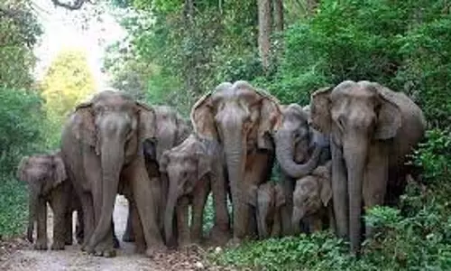 Jharkhand: जंगली हाथियों ने गांव में घुसकर किसान को कुचला Jharkhand: जंगली हाथियों ने गांव में घुसकर किसान को कुचला