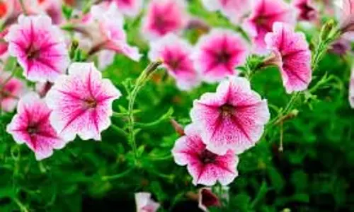 Gardening Tips: रंग-बिरंगे पेटूनिया फूलों से अपने घर में ताज़गी और सुंदरता लाएं