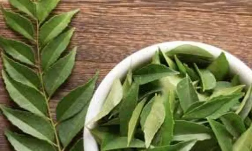 Curry Leaves Health Benefits: सुबह उठते ही रोज करें इस पत्ते का सेवन, होगा कमाल का असर Curry Leaves Health Benefits: सुबह उठते ही रोज करें इस पत्ते का सेवन, होगा कमाल का असर