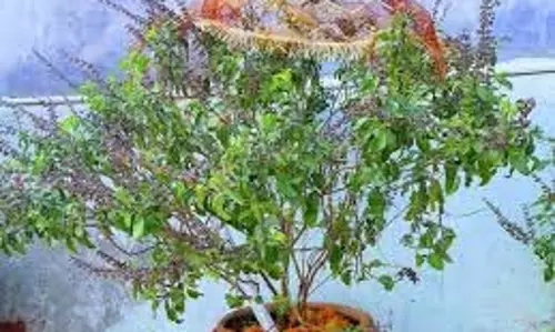 Bhadrapada Purnima 2025: भाद्रपद पूर्णिमा पर तुलसी का प्रयोग करने से हर समस्या का होगा समाधान और मिलेगा भगवान विष्णु का आशीर्वाद Bhadrapada Purnima 2025: भाद्रपद पूर्णिमा पर तुलसी का प्रयोग करने से हर समस्या का होगा समाधान और मिलेगा भगवान विष्णु का आशीर्वाद
