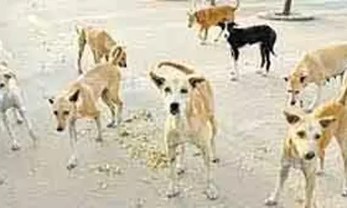 जीसीसी ने 28,000 कुत्तों को रेबीज का टीका लगाया