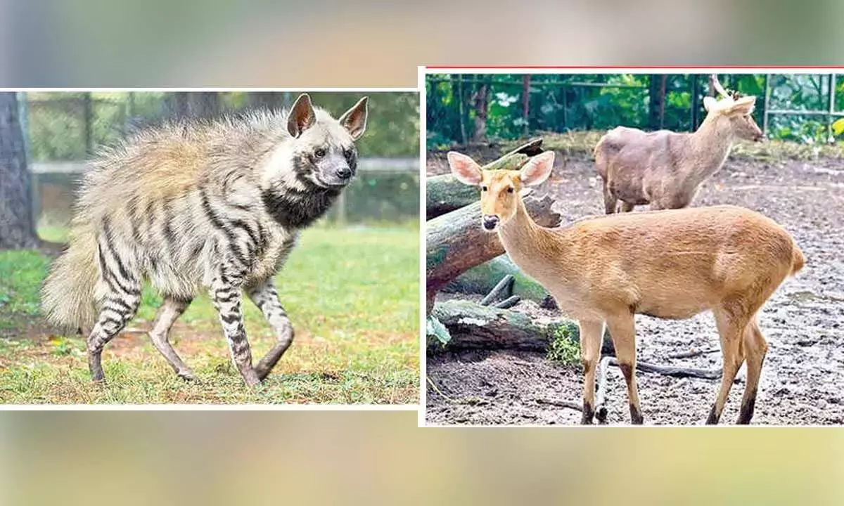 Andhra: IGZP के पशु संग्रह में छह नई प्रजातियाँ शामिल हुईं