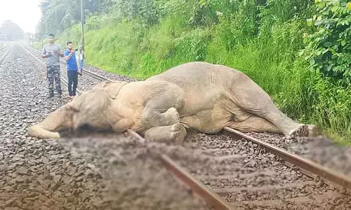 Rajgangpur में ट्रेन की चपेट में आने से हाथी गंभीर रूप से घायल