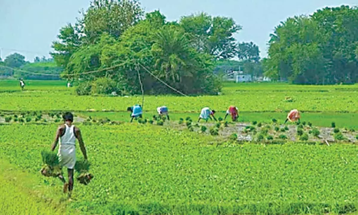 Andhra: किसान संघ ने यूरिया की कमी खत्म करने की मांग की Andhra: किसान संघ ने यूरिया की कमी खत्म करने की मांग की