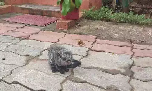 Odisha: कोरापुट में दुर्लभ विशाल उड़ने वाली गिलहरी देखी गई Odisha: कोरापुट में दुर्लभ विशाल उड़ने वाली गिलहरी देखी गई