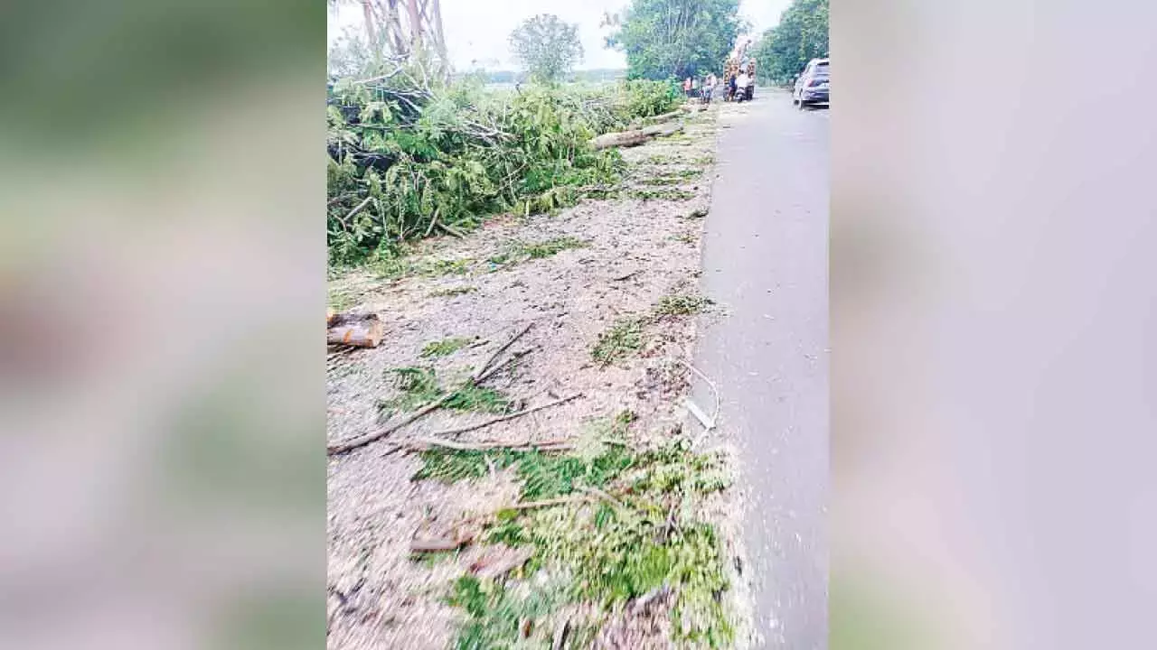Telangana: शमशाबाद में अंधाधुंध पेड़ों की कटाई चिंता का विषय Telangana: शमशाबाद में अंधाधुंध पेड़ों की कटाई चिंता का विषय
