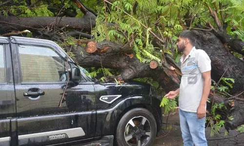पंचकूला में SUV पर पेड़ गिरने से स्कूली बच्चों की जान बाल-बाल बची