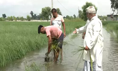 Fazilka में सतलुज नदी की बाढ़ से फसल बर्बाद, सरकार ने राहत केंद्र स्थापित किए