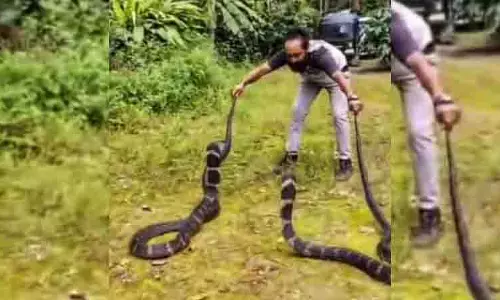 किंग कोबरा फोटोशूट मामले में Kodagu के सांप बचाव दल जांच के घेरे में किंग कोबरा फोटोशूट मामले में Kodagu के सांप बचाव दल जांच के घेरे में