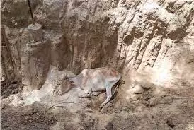 Jalandhar : भूख-प्यास से दो गायों की मौत, ग्रामीणों में गुस्सा Jalandhar : भूख-प्यास से दो गायों की मौत, ग्रामीणों में गुस्सा