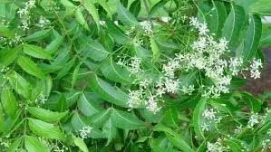 Benefits of Neem leaves: रोजाना ऐसे करें सेवन, शरीर को मिलेंगे चमत्कारी फायदे Benefits of Neem leaves: रोजाना ऐसे करें सेवन, शरीर को मिलेंगे चमत्कारी फायदे