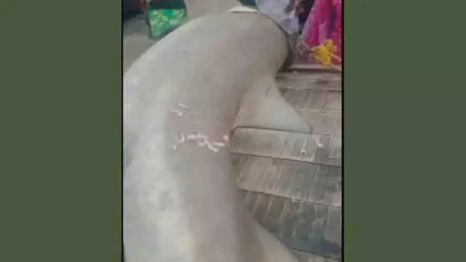 Odisha: दीघा समुद्र से निकली बेशकीमती शार्क, फार्मा कंपनी ने खरीदी Odisha: दीघा समुद्र से निकली बेशकीमती शार्क, फार्मा कंपनी ने खरीदी
