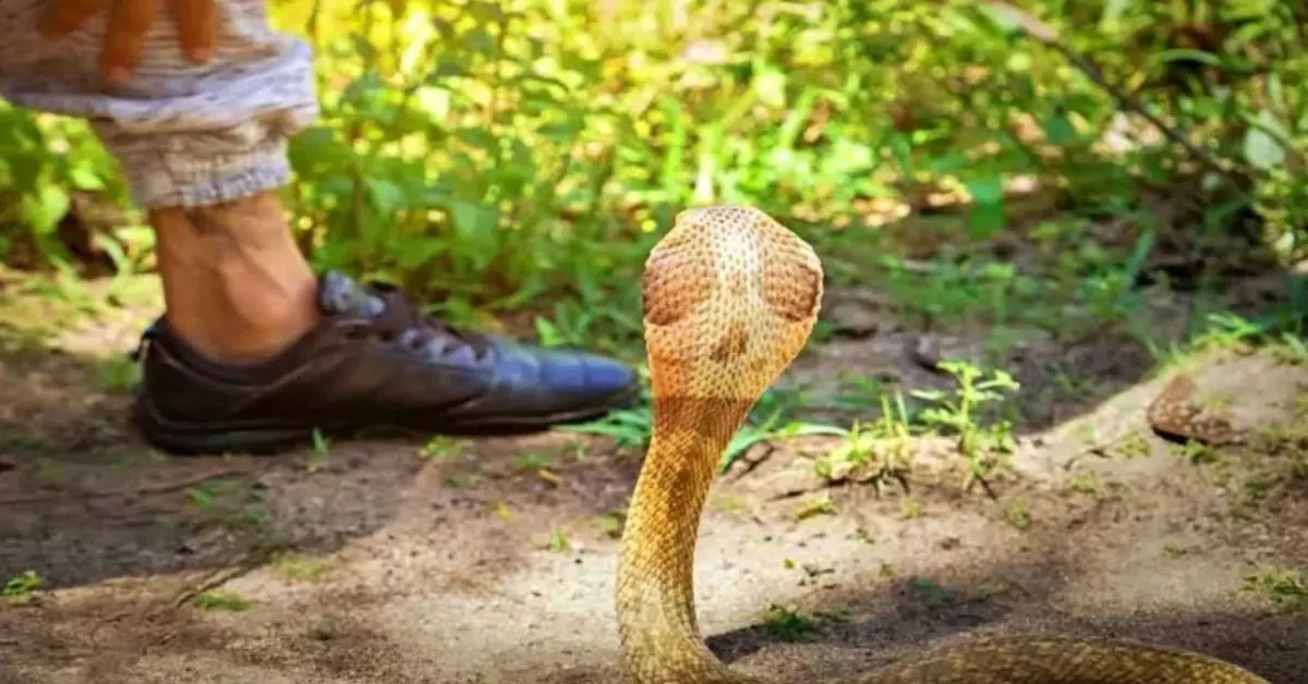 Latehar: झामुमो नेता की सर्पदंश से मौत Latehar: झामुमो नेता की सर्पदंश से मौत