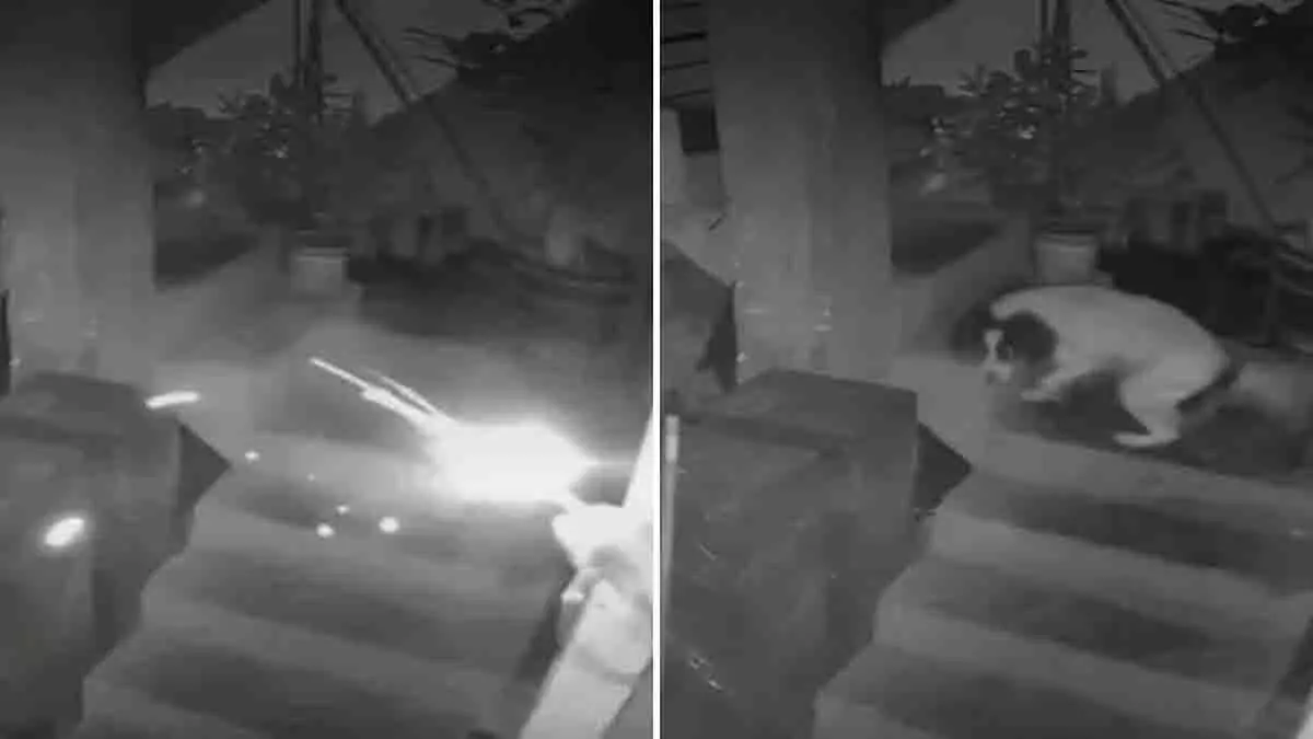 Peru: कुत्ते की वीरता, जलते फ्यूज को काटकर टाल दिया धमाका Peru: कुत्ते की वीरता, जलते फ्यूज को काटकर टाल दिया धमाका