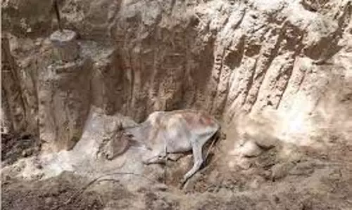 Jalandhar : भूख-प्यास से दो गायों की मौत, ग्रामीणों में गुस्सा Jalandhar : भूख-प्यास से दो गायों की मौत, ग्रामीणों में गुस्सा