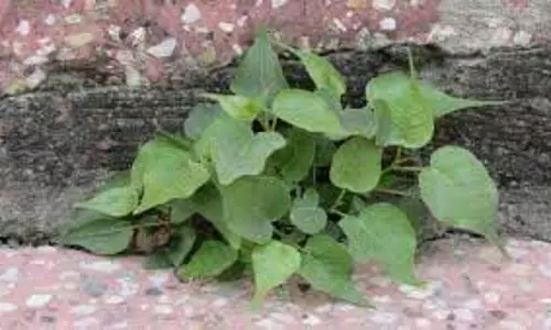 Peepal Tree Grows On Wall: घर की दीवार पर पीपल का निकलना शुभ या अशुभ Peepal Tree Grows On Wall: घर की दीवार पर पीपल का निकलना शुभ या अशुभ