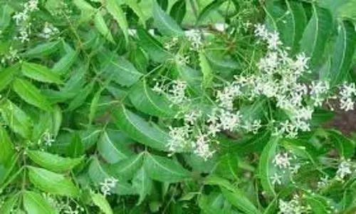 Benefits of Neem leaves: रोजाना ऐसे करें सेवन, शरीर को मिलेंगे चमत्कारी फायदे Benefits of Neem leaves: रोजाना ऐसे करें सेवन, शरीर को मिलेंगे चमत्कारी फायदे