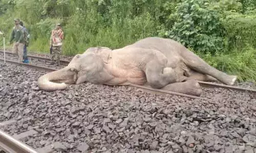 सुंदरगढ़ में ट्रेन की चपेट में आने से हाथी की मौत