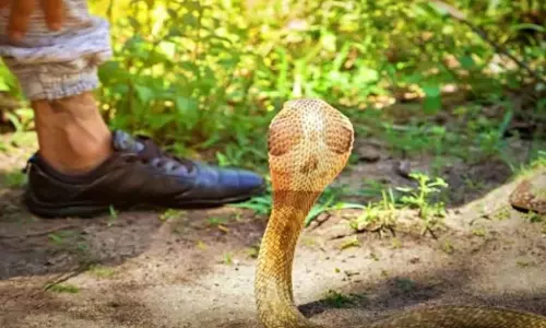 Latehar: झामुमो नेता की सर्पदंश से मौत
