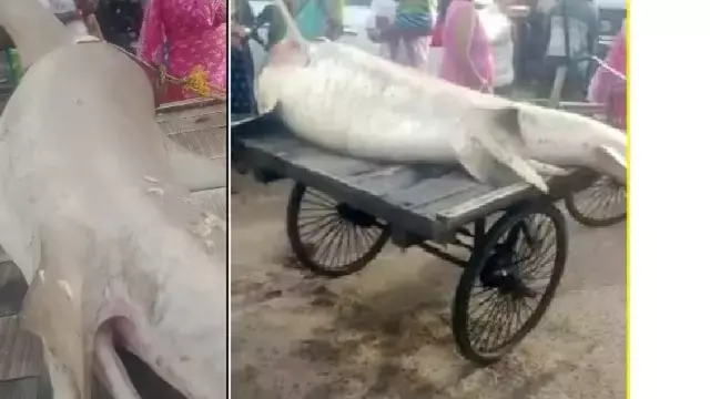 Jaleswar: ओडिशा-पश्चिम बंगाल तट पर 2 क्विंटल की विशाल शार्क पकड़ी गई Jaleswar: ओडिशा-पश्चिम बंगाल तट पर 2 क्विंटल की विशाल शार्क पकड़ी गई