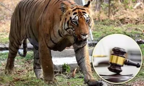 छोटा मटका मुद्दे की अनदेखी पर हाईकोर्ट ने वन विभाग को फटकार लगाई