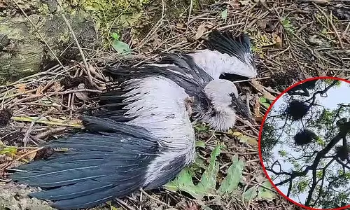 Maynaguri में तूफ़ान से घर तबाह, कई घोंघे मारे गए