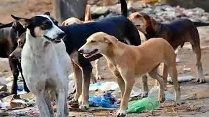 Madhya Pradesh: कुत्तों के आतंक से 13 साल की बच्ची घायल, मौके पर ही मौत Madhya Pradesh: कुत्तों के आतंक से 13 साल की बच्ची घायल, मौके पर ही मौत