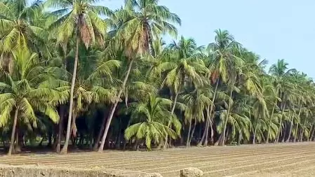गुजरात में नारियल की खेती का नया रिकॉर्ड, सालाना उत्पादन 26.09 करोड़ यूनिट के पार गुजरात में नारियल की खेती का नया रिकॉर्ड, सालाना उत्पादन 26.09 करोड़ यूनिट के पार