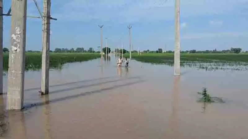 Ghaggar river के बढ़ते जलस्तर से सिरसा के गांवों को खतरा, 1,200 एकड़ जमीन जलमग्न Ghaggar river के बढ़ते जलस्तर से सिरसा के गांवों को खतरा, 1,200 एकड़ जमीन जलमग्न