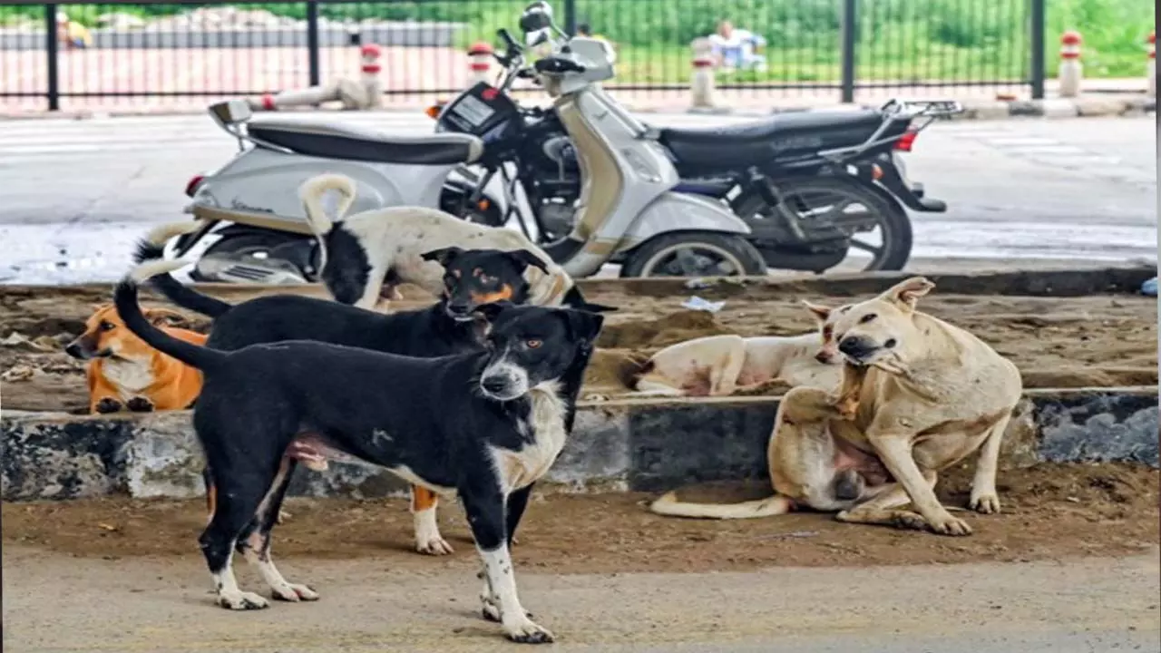 UP सरकार ने आवारा कुत्तों के प्रबंधन के लिए, सख्त नए दिशा-निर्देश जारी UP सरकार ने आवारा कुत्तों के प्रबंधन के लिए, सख्त नए दिशा-निर्देश जारी