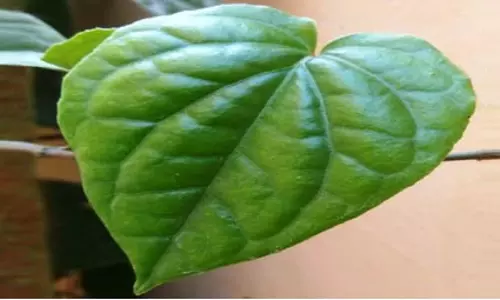 एंटी-बैक्टीरियल, एंटी-इंफ्लेमेटरी गुणों से भरपूर हैं पान के पत्ते, सेहतमंद रहने के लिए करें इस्तेमाल