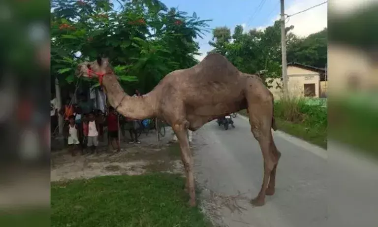 Assam में ऊंट दिखने से हत्या की आशंका, एनजीओ ने बचाव की मांग की