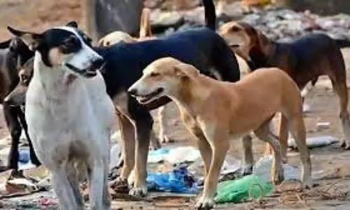 Madhya Pradesh:  कुत्तों के आतंक से 13 साल की बच्ची घायल, मौके पर ही मौत