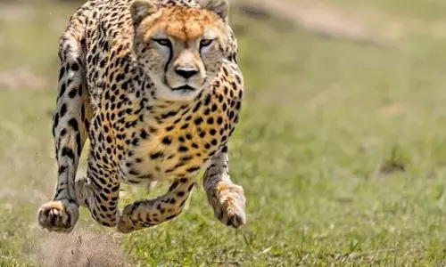 हिंसक प्राणी के शिकार से हुई चीतल की मौत हिंसक प्राणी के शिकार से हुई चीतल की मौत