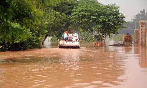 Punjab के 5 जिलों में 3.47 लाख एकड़ धान की फसल डूबी, 3.6 लाख मवेशी मरे