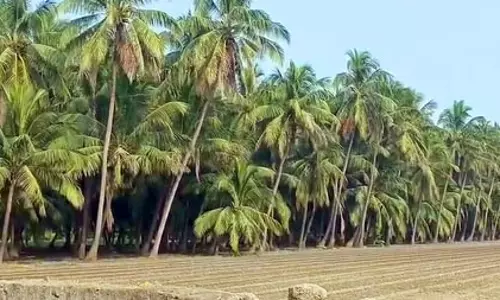 गुजरात में नारियल की खेती का नया रिकॉर्ड, सालाना उत्पादन 26.09 करोड़ यूनिट के पार गुजरात में नारियल की खेती का नया रिकॉर्ड, सालाना उत्पादन 26.09 करोड़ यूनिट के पार