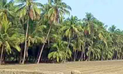 Gujarat: नारियल उत्पादन में रिकॉर्ड वृद्धि, वार्षिक उत्पादन 26 करोड़ के पार