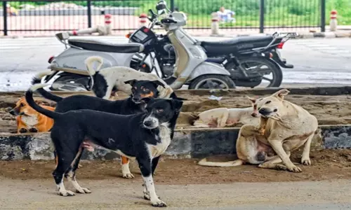 UP सरकार ने आवारा कुत्तों के प्रबंधन के लिए, सख्त नए दिशा-निर्देश जारी