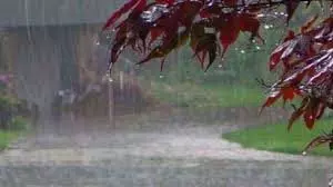 Haryana Weather: कब रुकेगी बारिश, फटाफट जानिए ताजा अपडेट Haryana Weather: कब रुकेगी बारिश, फटाफट जानिए ताजा अपडेट