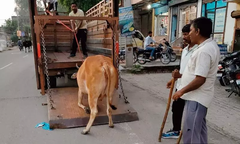 Haryana : नगर निगम ने जगाधरी के यमुनानगर में 123 आवारा मवेशियों को पकड़ा Haryana : नगर निगम ने जगाधरी के यमुनानगर में 123 आवारा मवेशियों को पकड़ा