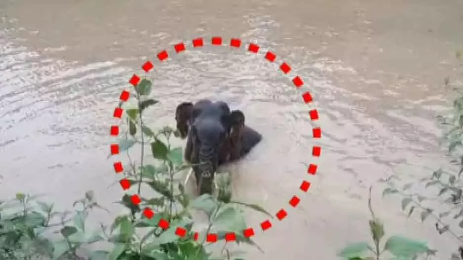 Dhenkanal: रेंगाली नहर में फंसा हाथी का बच्चा, कई घंटों बाद बाहर निकला Dhenkanal: रेंगाली नहर में फंसा हाथी का बच्चा, कई घंटों बाद बाहर निकला