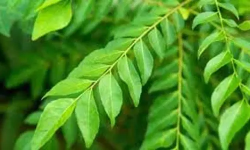 Home Remedy for Cholesterol and Diabetes: बासी मुंह चबा लें ये 1 पत्ता, कोलेस्ट्रॉल से लेकर डायबिटीज रहेगा कंट्रोल
