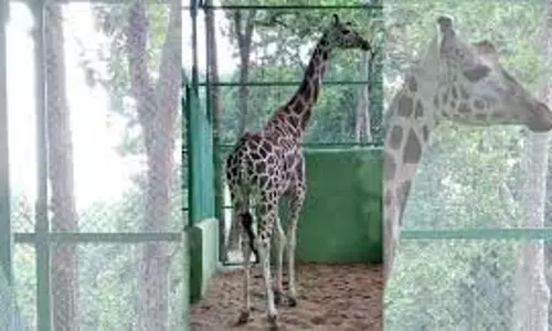 Jharkhand:चिड़ियाघर में जिराफ की मौत पर बड़ा खुलासा