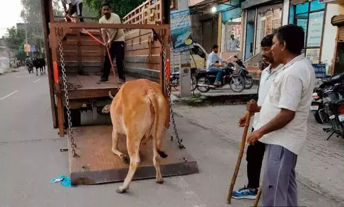 Haryana : नगर निगम ने जगाधरी के यमुनानगर में 123 आवारा मवेशियों को पकड़ा Haryana : नगर निगम ने जगाधरी के यमुनानगर में 123 आवारा मवेशियों को पकड़ा