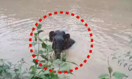 Dhenkanal: रेंगाली नहर में फंसा हाथी का बच्चा, कई घंटों बाद बाहर निकला