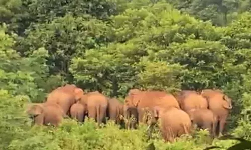 Odisha: हाथी ने बुजुर्ग व्यक्ति को कुचलकर मार डाला
