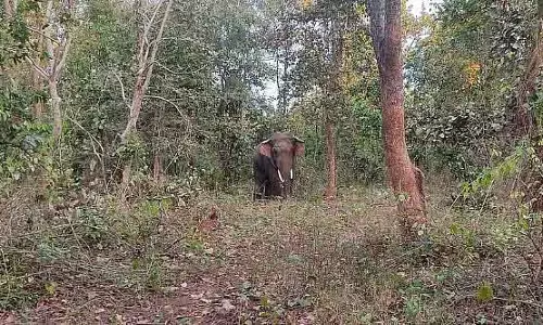 MP: इलाज के बाद हाथी को कान्हा टाइगर रिजर्व में फिर से छोड़ा जाएगा