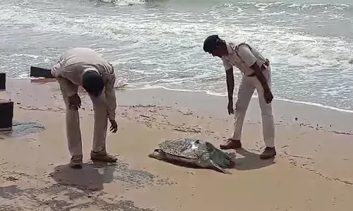 दीघा समुद्र तट से बचाया गया ओलिव रिडले कछुआ, मौत का कारण चिंता का विषय